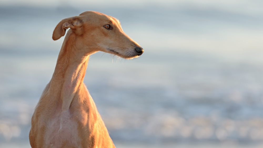 Galgo Espagnol - Standard de race FCI 285