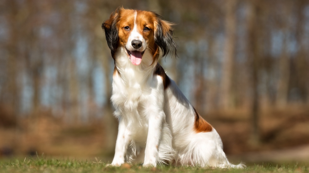 Petit Chien Hollandais De Chasse Au Gibier D'eau - Standard de race FCI 314