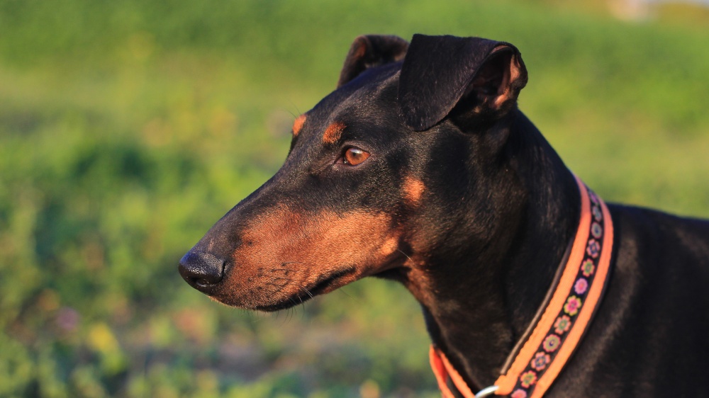 Manchester Terrier - Standard de race FCI 71