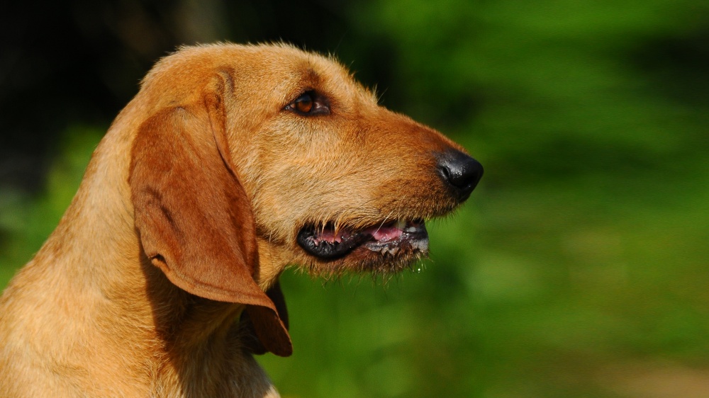 Chien Courant Italien Poil Ras - Standard de race FCI 198