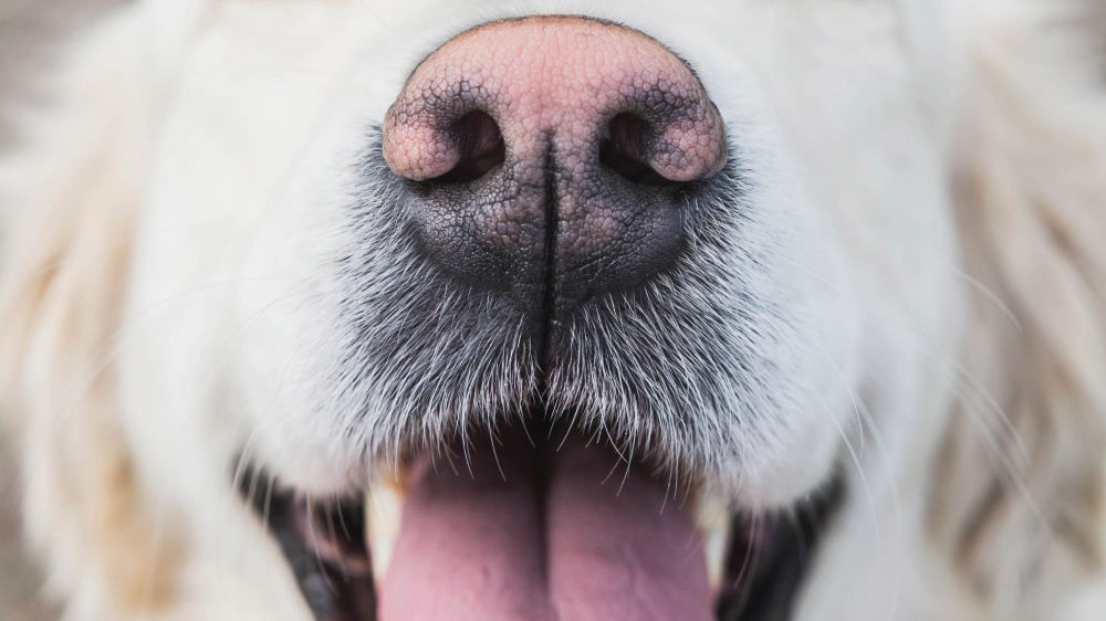 Dcoloration ou desschement de la truffe du chien