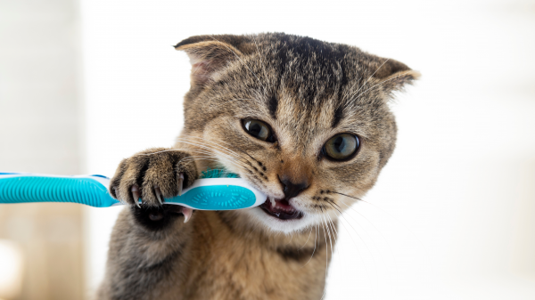 Le rôle de lalimentation sur la santé bucco-dentaire du chat