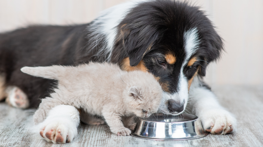 Importance de l'eau pour nos chats et chiens