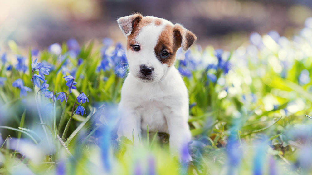 De la vitamine D pour aider un chiot  grandir ?