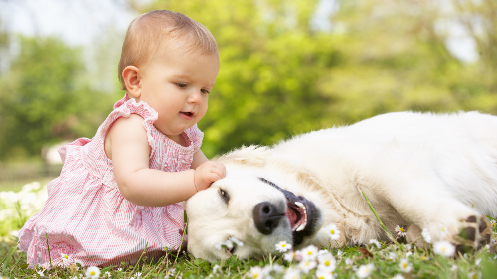 Moins de risque d'allergie chez les enfants avec un animal  la maison ?