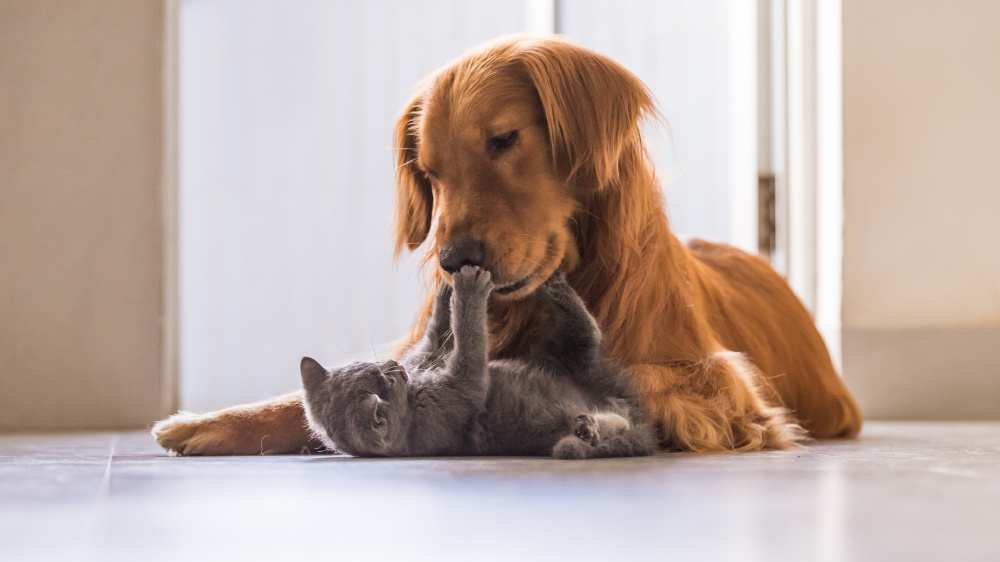 Adopter un chaton quand on a dj un chien