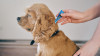 La piroplasmose canine aussi appelée babésiose canine ou fièvre de la tique : description, symptômes, traitements et risques