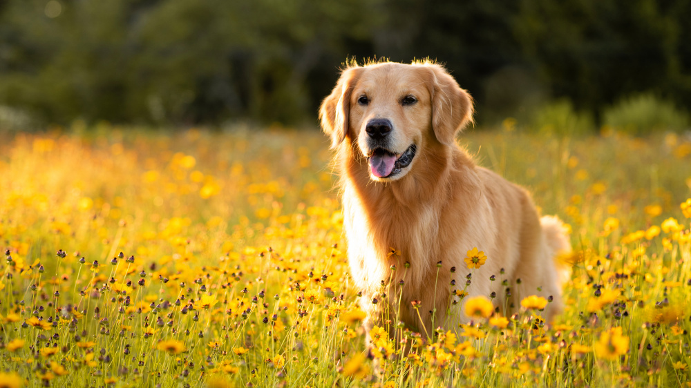 La leishmaniose chez le chien