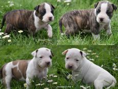 Chiots american stafordshire terrier