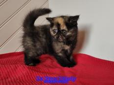 Superbe chatons exotic shorthair persan loof