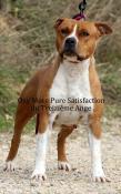 Chiots american staffordshire terrier lof