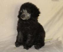 Chiots caniches petits nains/toy gris lof