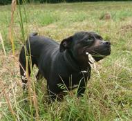 A placer femelle staffordshire bull terrier (staffie) noire pan blanc