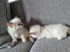 Magnifiques chatons sacrés de birmanie loof