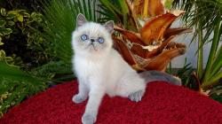 Chaton  exotic shorthair blue point aux yeux bleus adultes