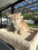 Magnifiques chatons british shorthair loof