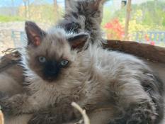 Chatons selkirk rex
