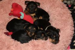 Silky terrier chiots