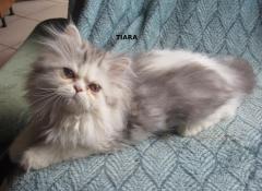 Magnifique chaton persan femelle loof