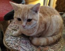 Magnifiques chatons british shorthair loof