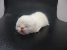 A réserver chatons exotic shothair blanc, roux et blanc