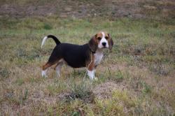 Chiots beagle lof à réserver