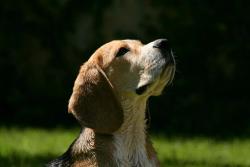 Disponible à la réservation femelle beagle tricolore