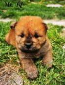 Chiots chow chow lof