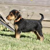 Airedale terrier beau mariage