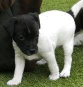 Vends chiots jack russell