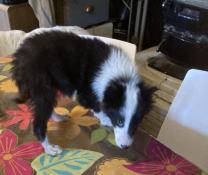 Chiots apparence  border collie
