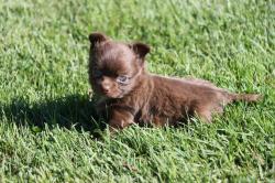Chihuahua poil court et poil long  lof