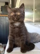 Chatons british shorthairs loof disponibles