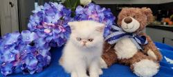 Male exotic shorthair disponible