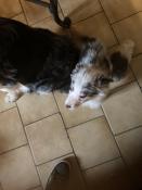 Chiots apparence border collie, pure race, non lof