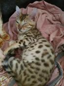 Apparence chaton bengal spotted theo