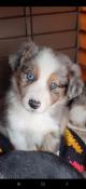 10 chiots apparence border collie bleu/ merle/ee red/bi color