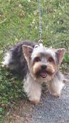 4 adorables biewer  d'apparence yorkshire terrier