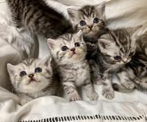 Magnifiques chatons british shorthair black silver tabby loof