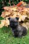 chiots Cairn Terrier à vendre