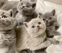 Magnifiques chatons british shorthair bleus et lilas  loof