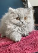 Magnifiques chatons british longhair bleus loof