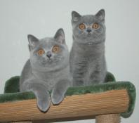 Disponibles de suite très beaux chatons british shorthair loof