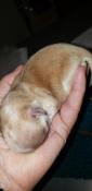 Chihuahua poils longs