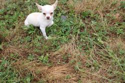 Chihuahua poil court, du blanc et du bleu