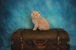 Chatons british shorthair loof disponible
