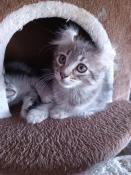 Chatons american curl pl