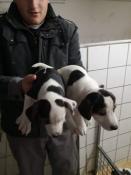 Apparence chiots jack russel