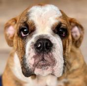 4 bulldogs anglais lof disponibles au 24 juillet 2022