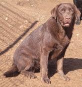 Labrador retriever de 13 mois
